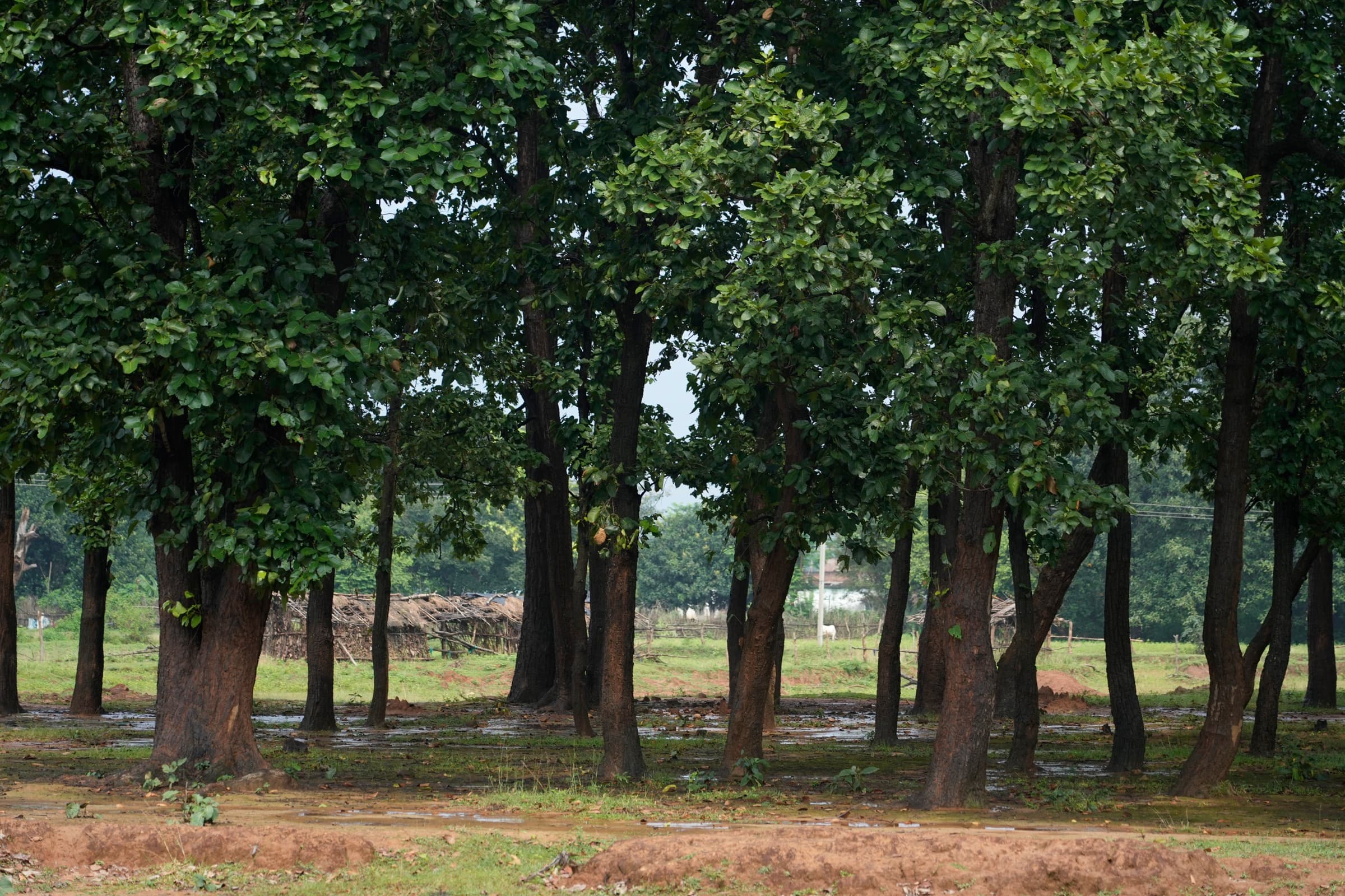 CICADA Foundation field photograph