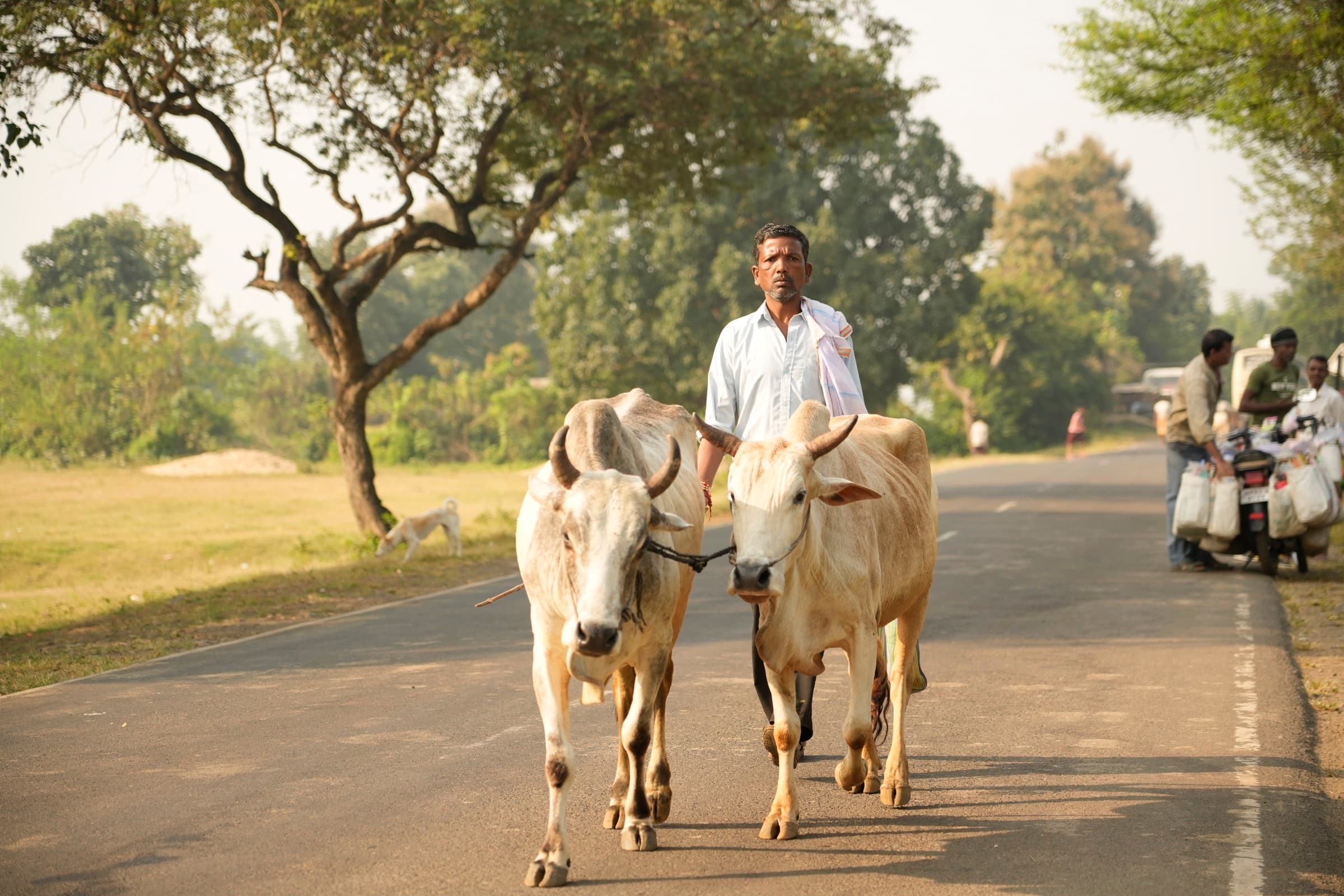 Field photograph from central India