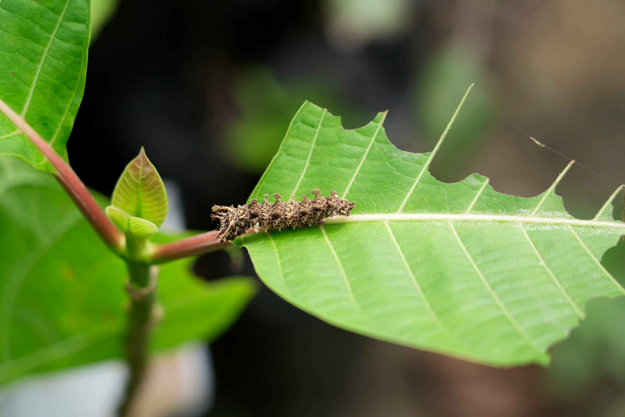 Field photograph from central India
