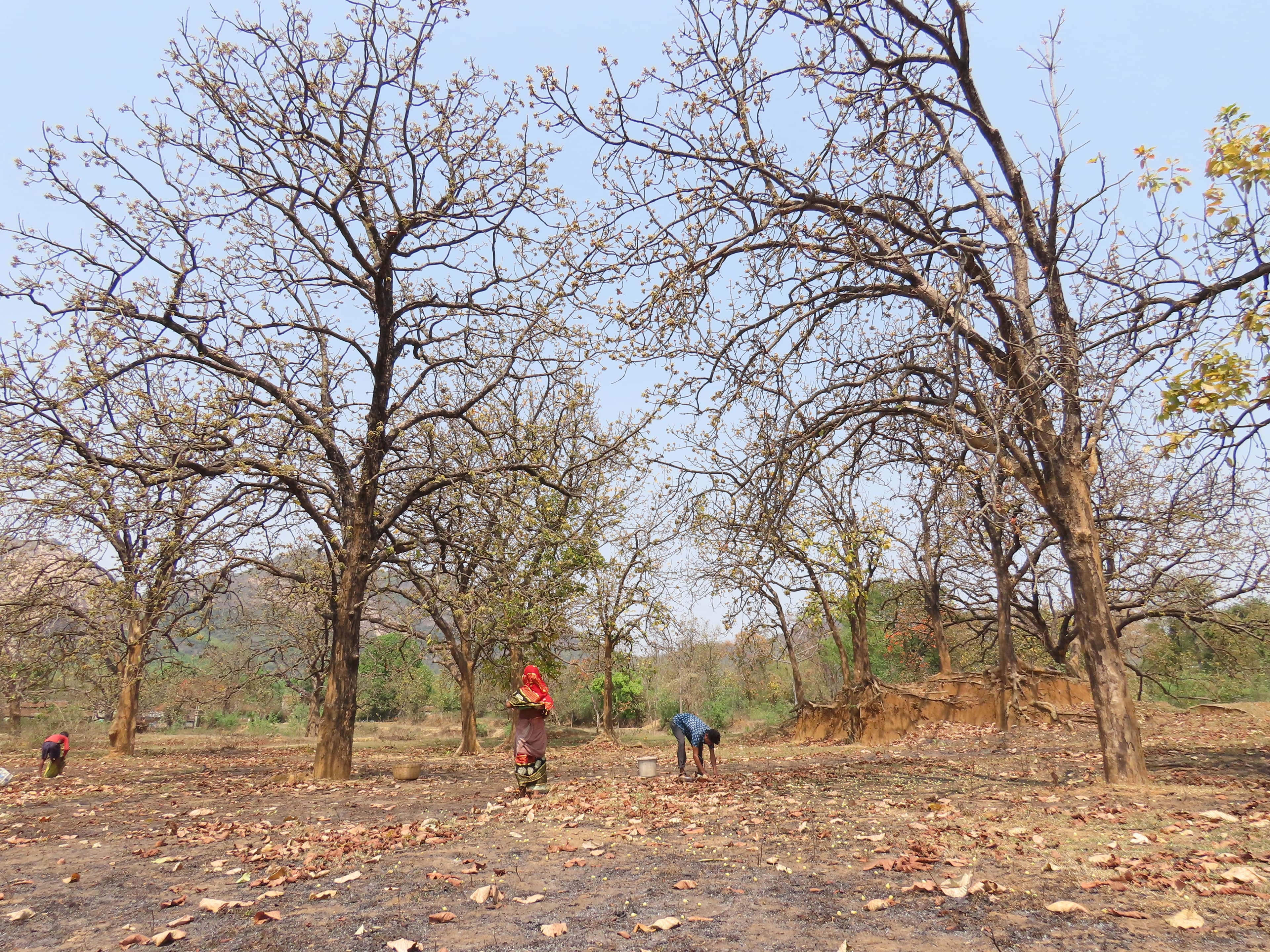 Flavors of Mahua — gathering mahua flowers at dawn