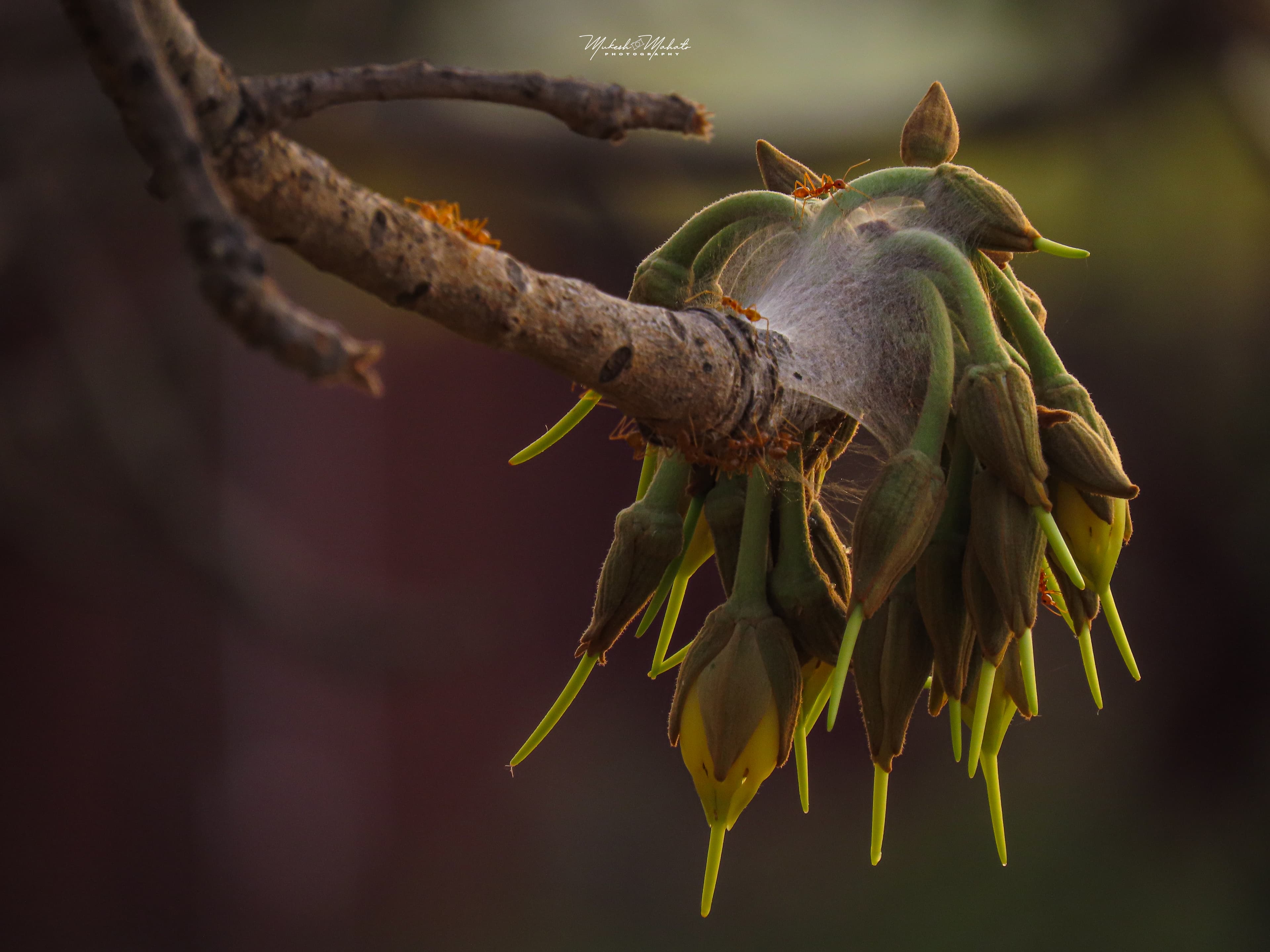 Flavors of Mahua — tribal community and the mahua tree