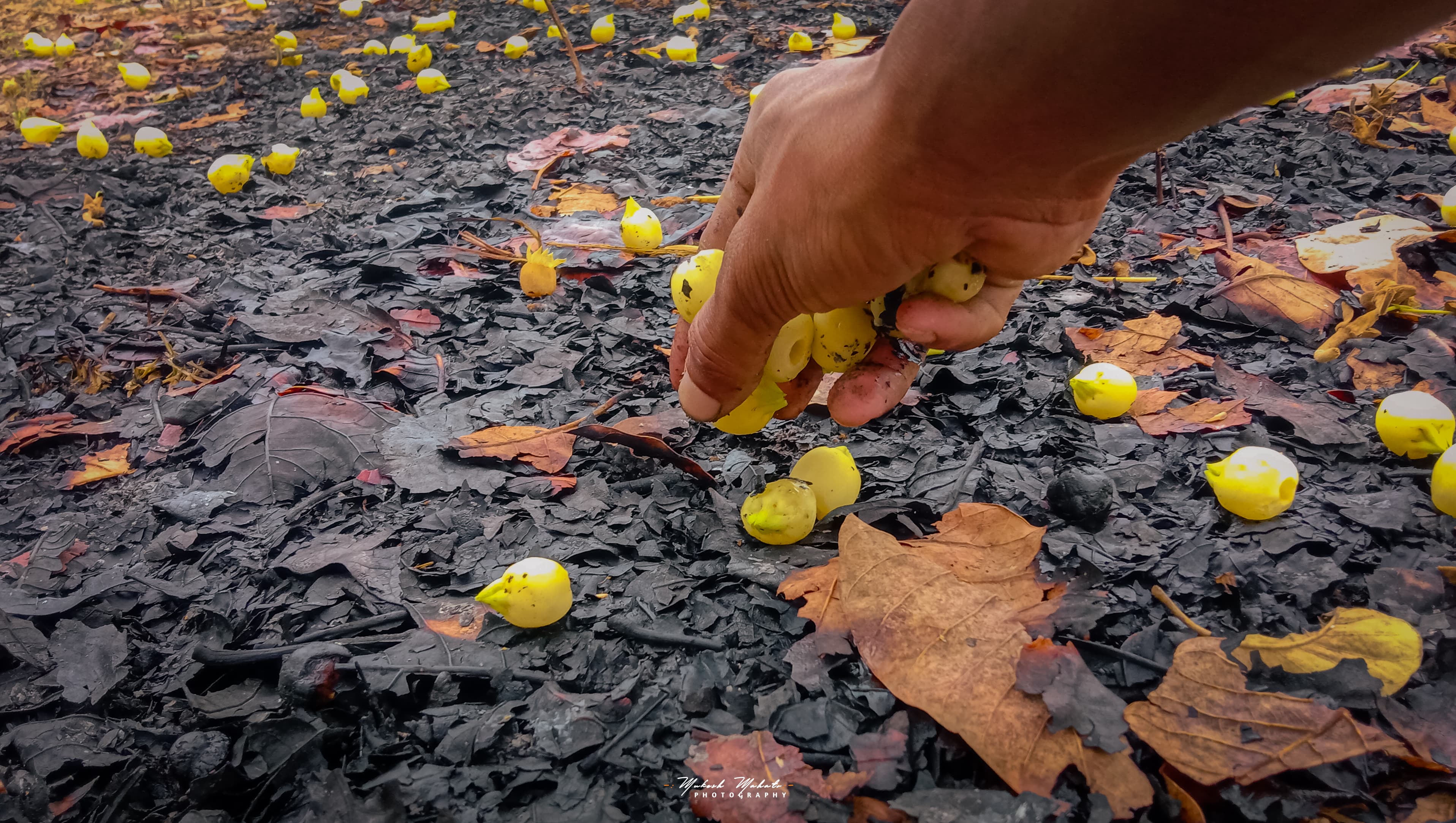Flavors of Mahua — mahua in kitchen and ceremony