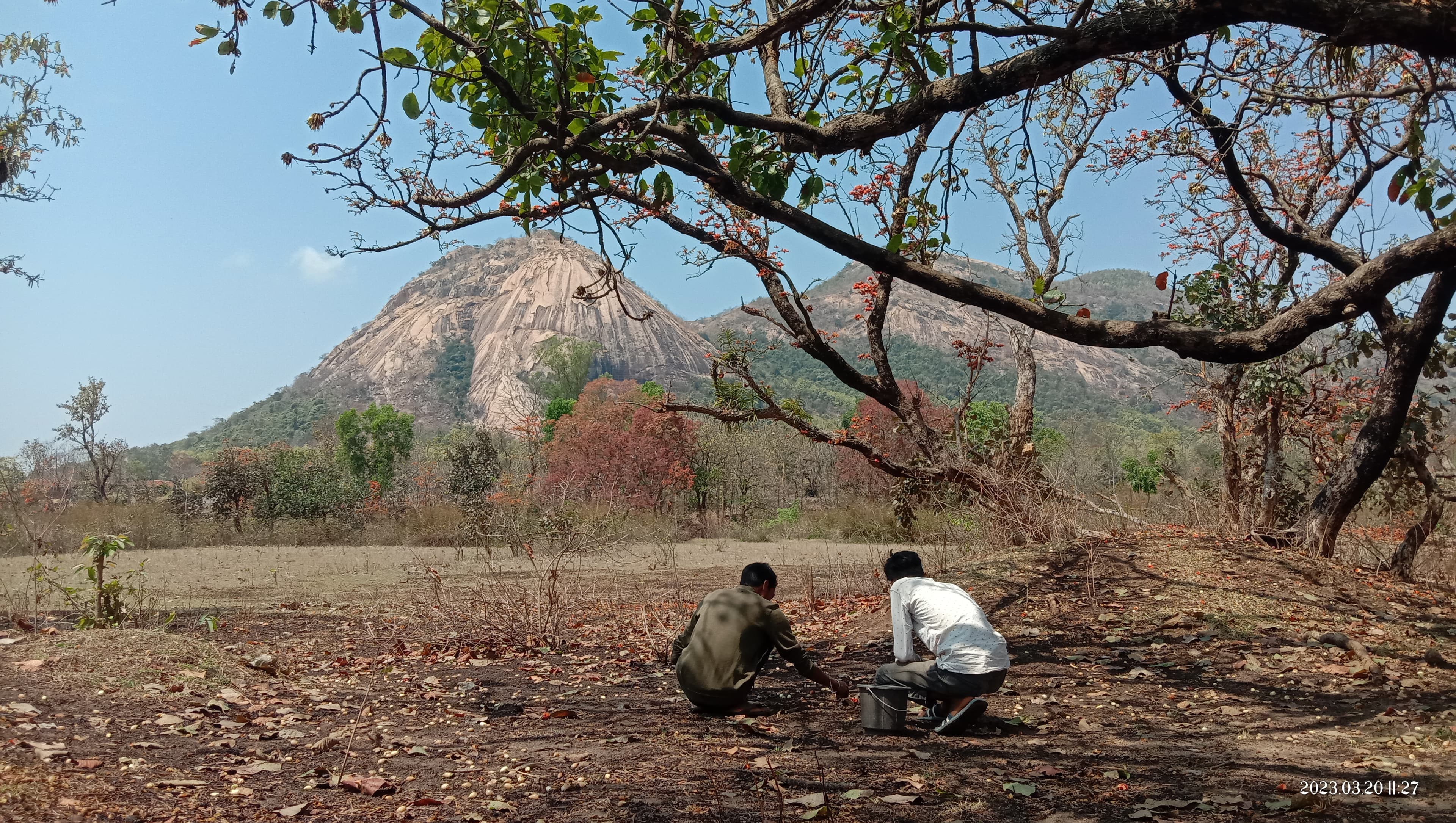 Flavors of Mahua — mahua and tribal livelihood