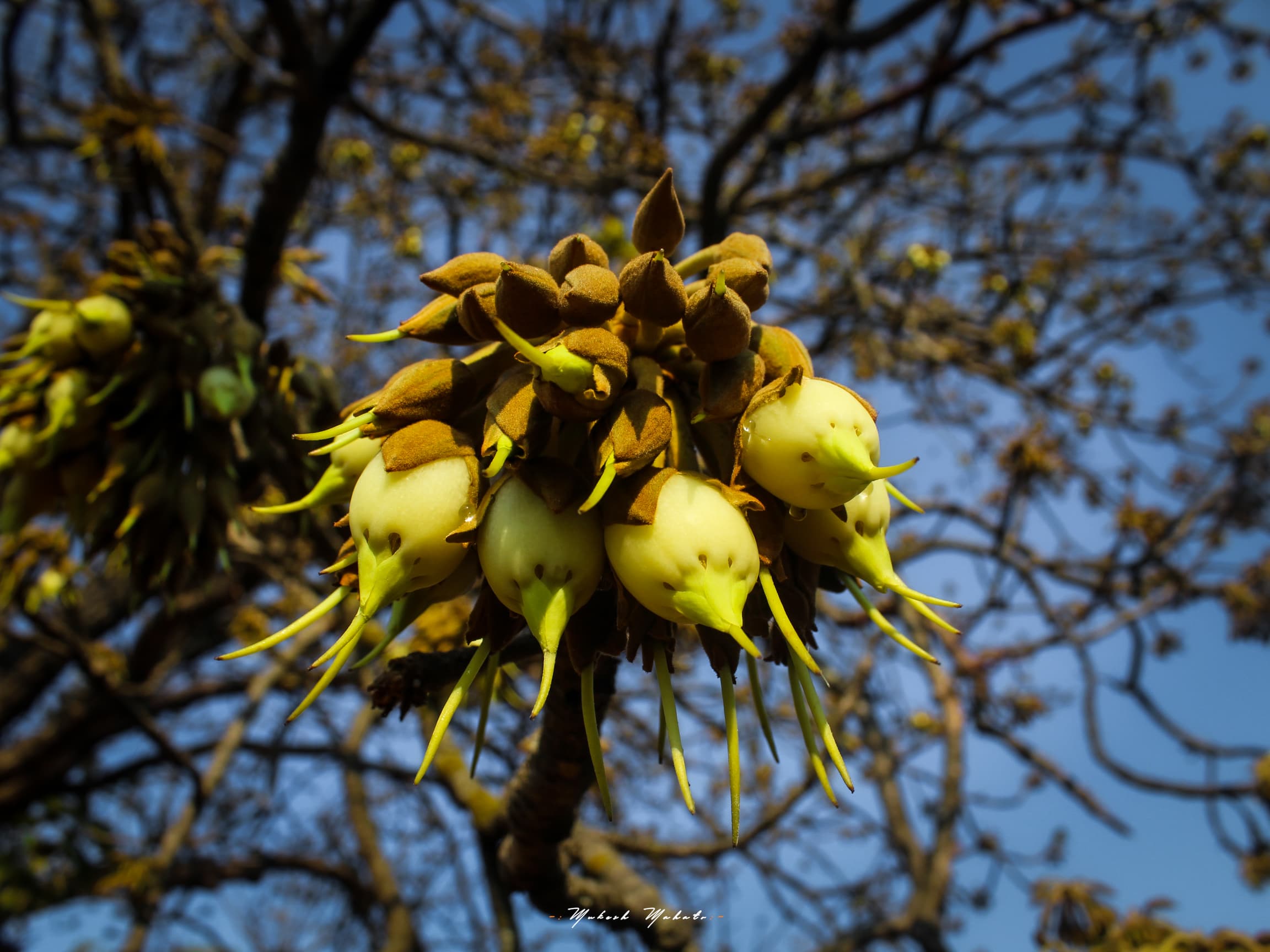 Flavors of Mahua — mahua flower season