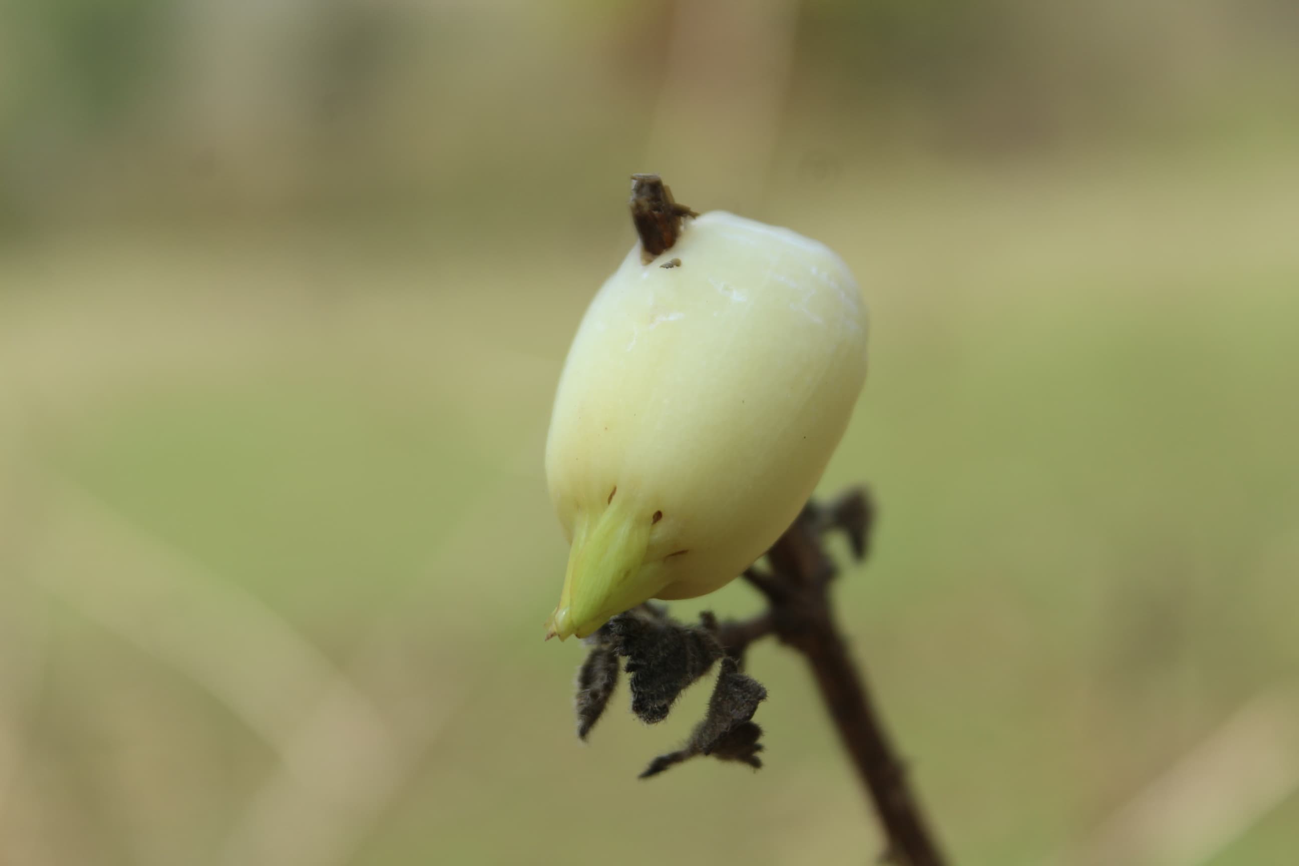 Flavors of Mahua — the forest floor at dawn