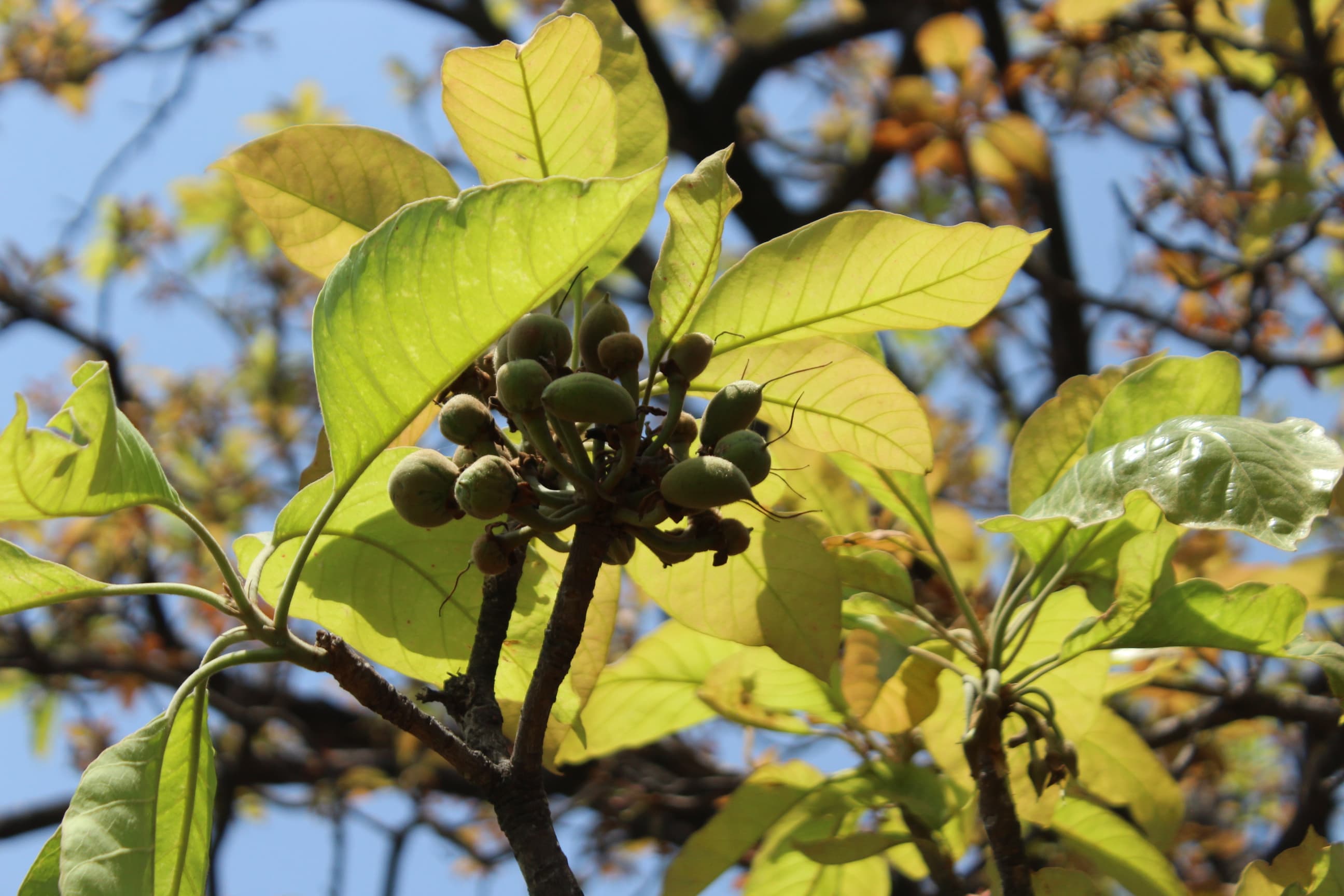 Flavors of Mahua — mahua culture and community