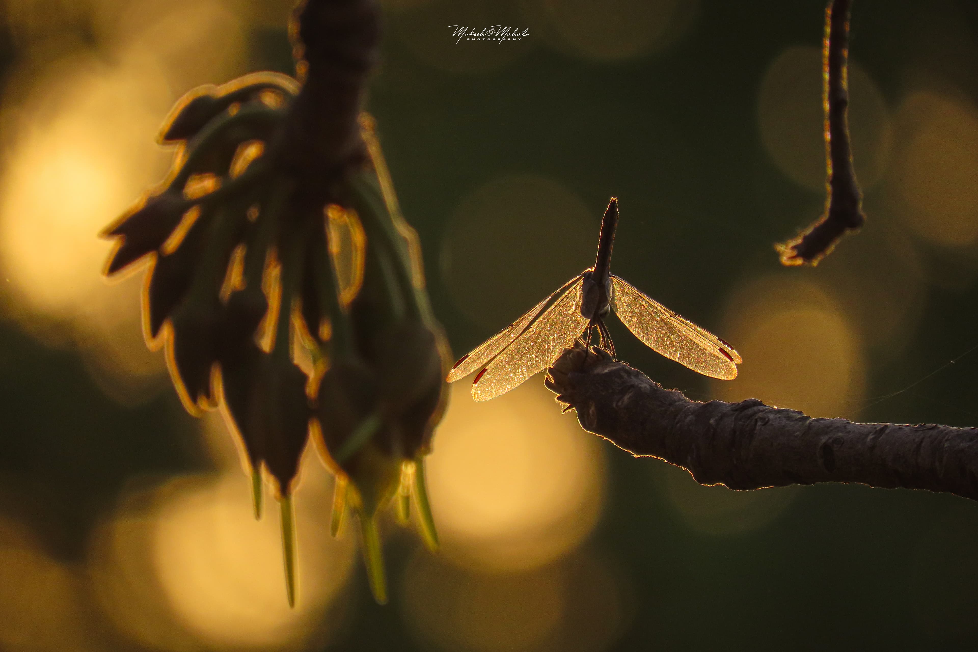 Flavors of Mahua — still 2