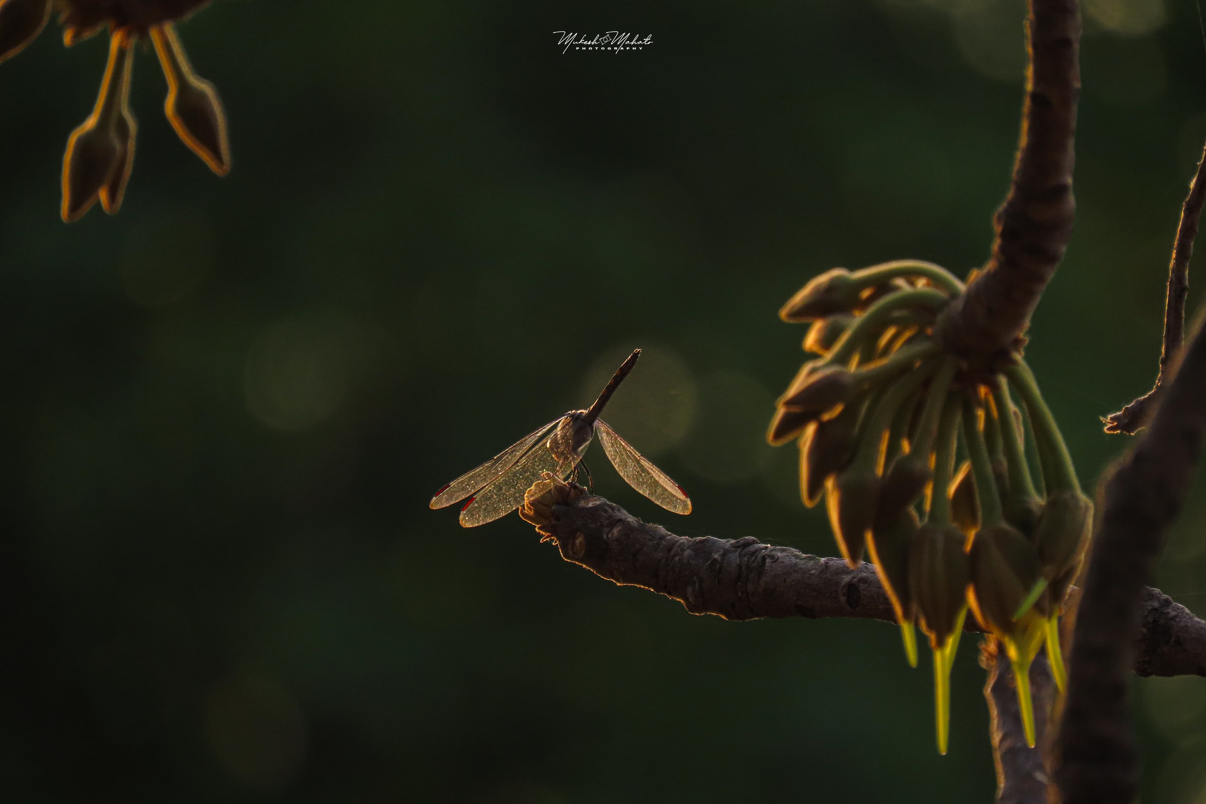 Flavors of Mahua — still 3