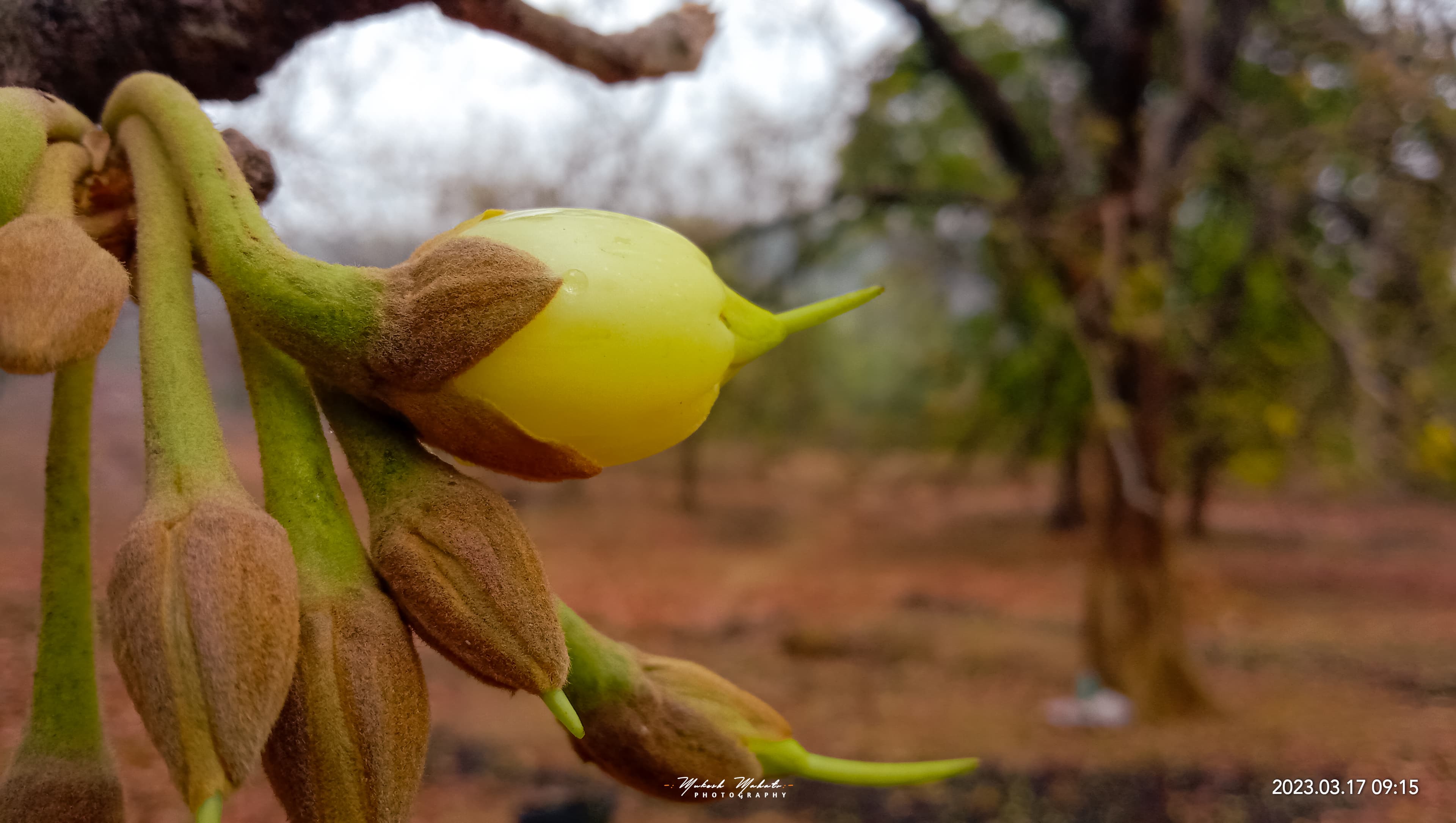 Flavors of Mahua — still 9