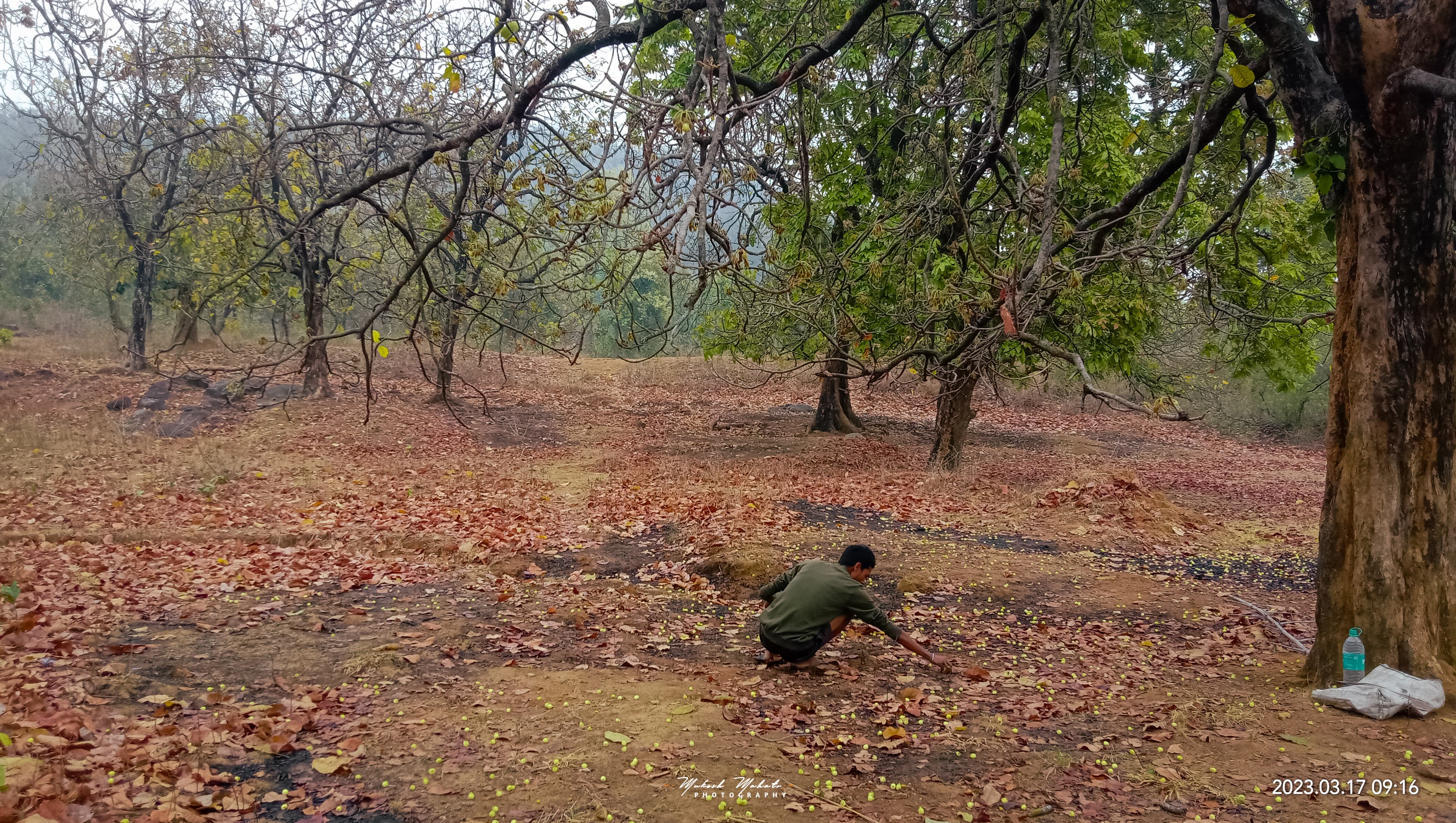 Flavors of Mahua — still 10