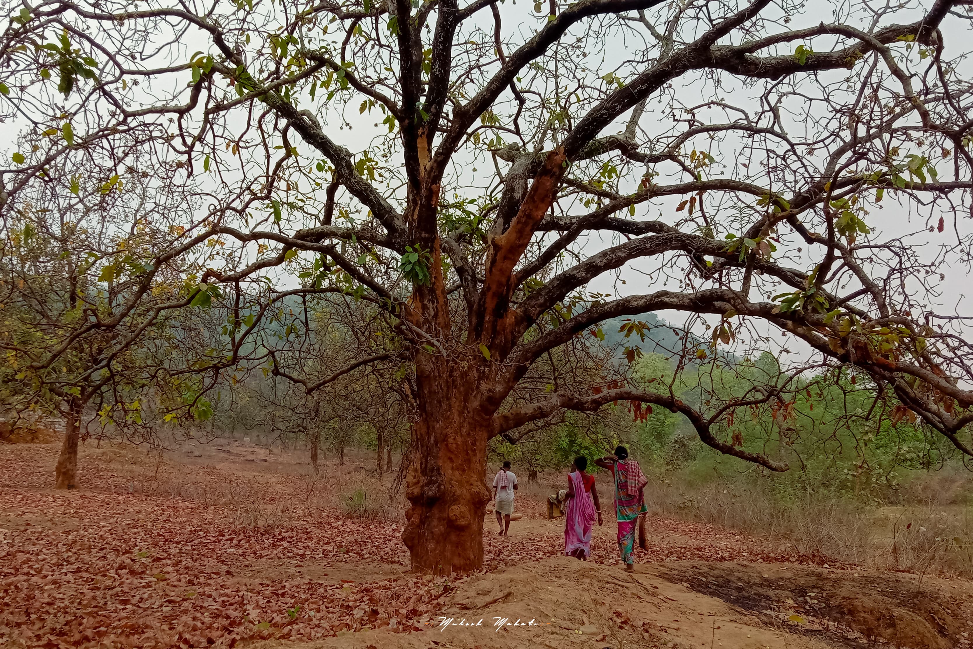 Flavors of Mahua — still 12