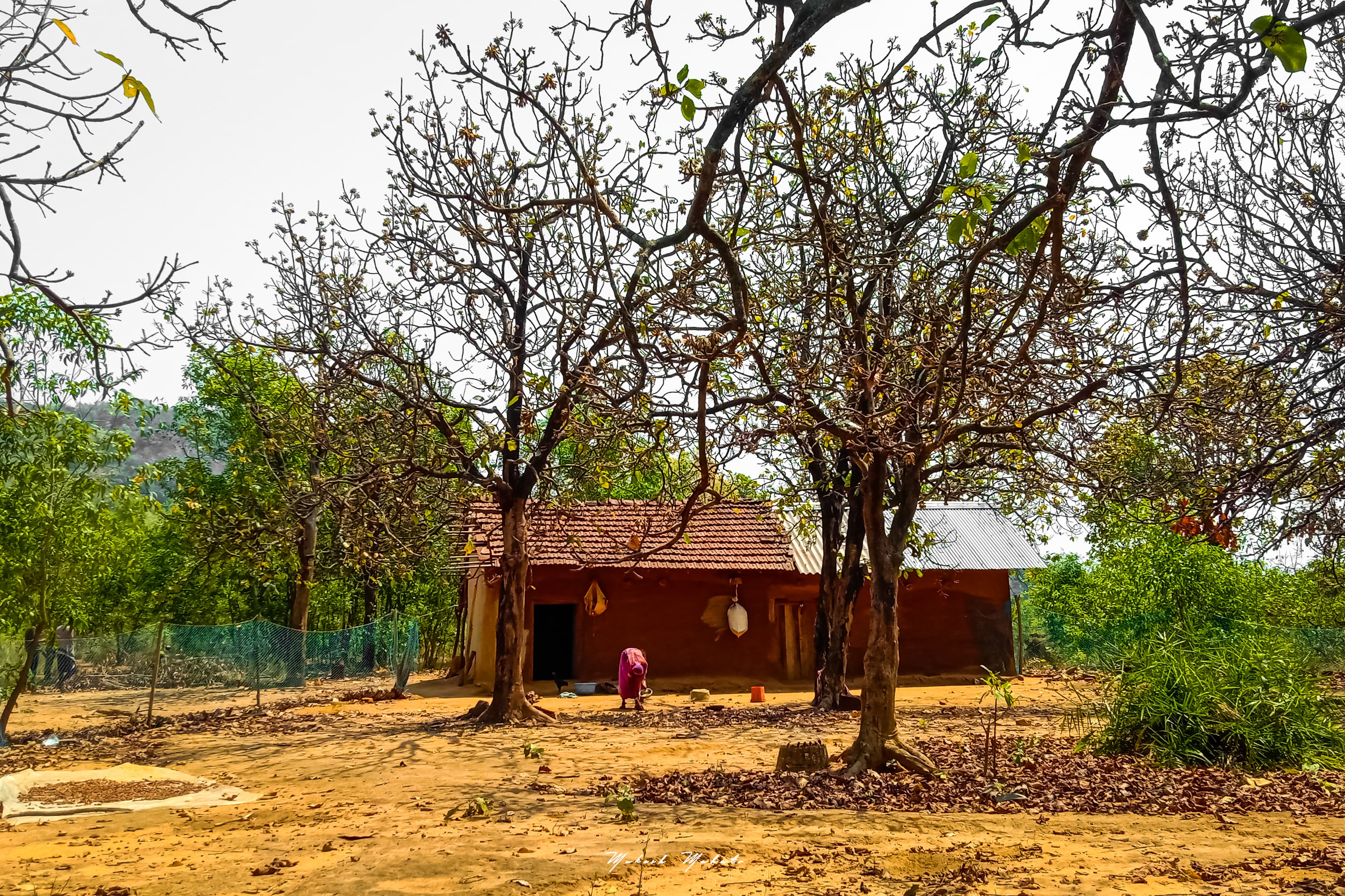 Flavors of Mahua — still 14