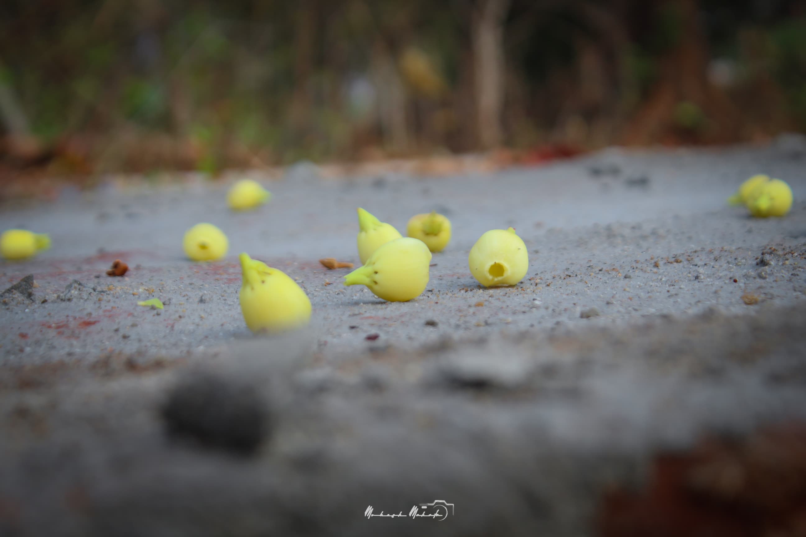 Flavors of Mahua — still 17