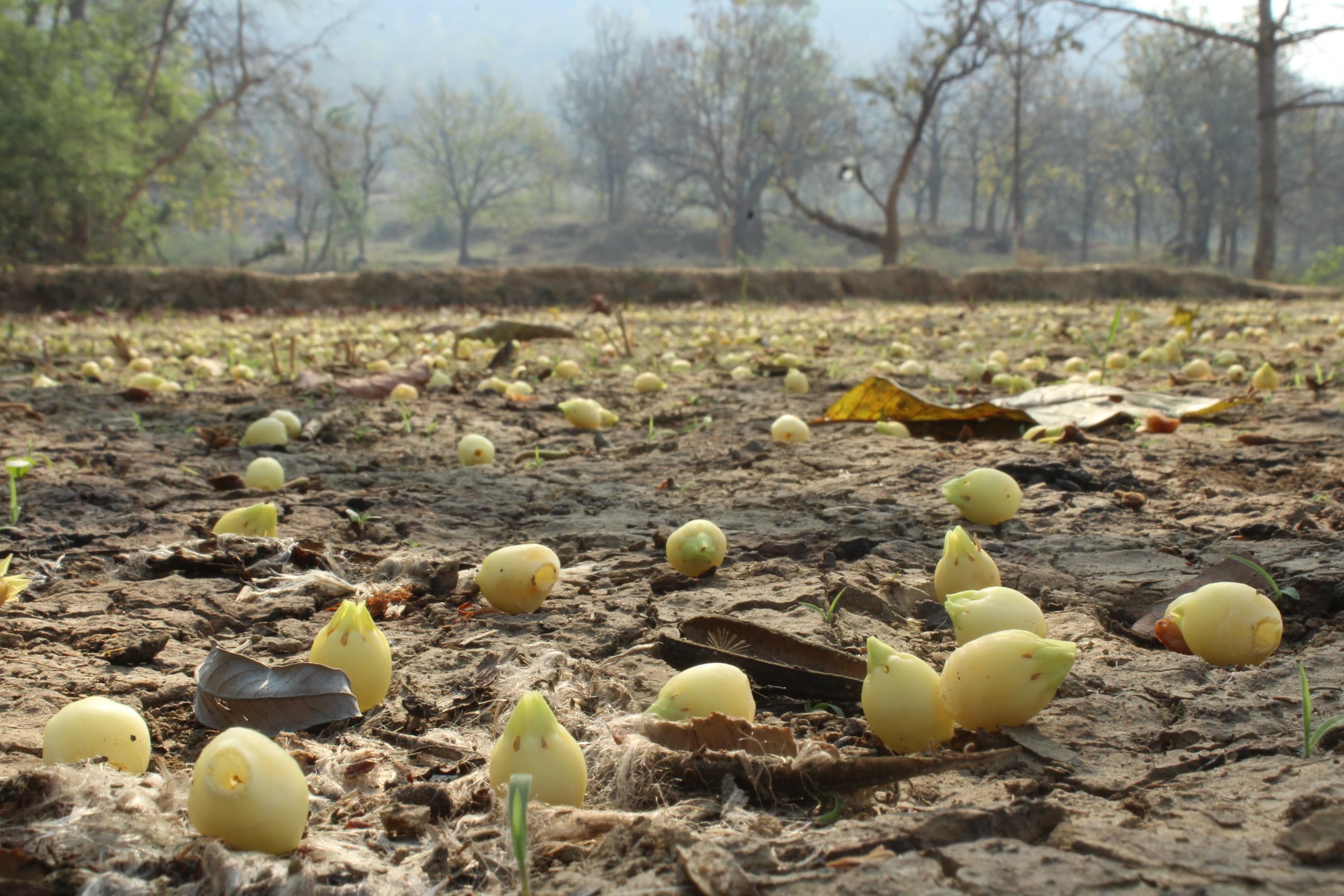 Flavors of Mahua — still 19