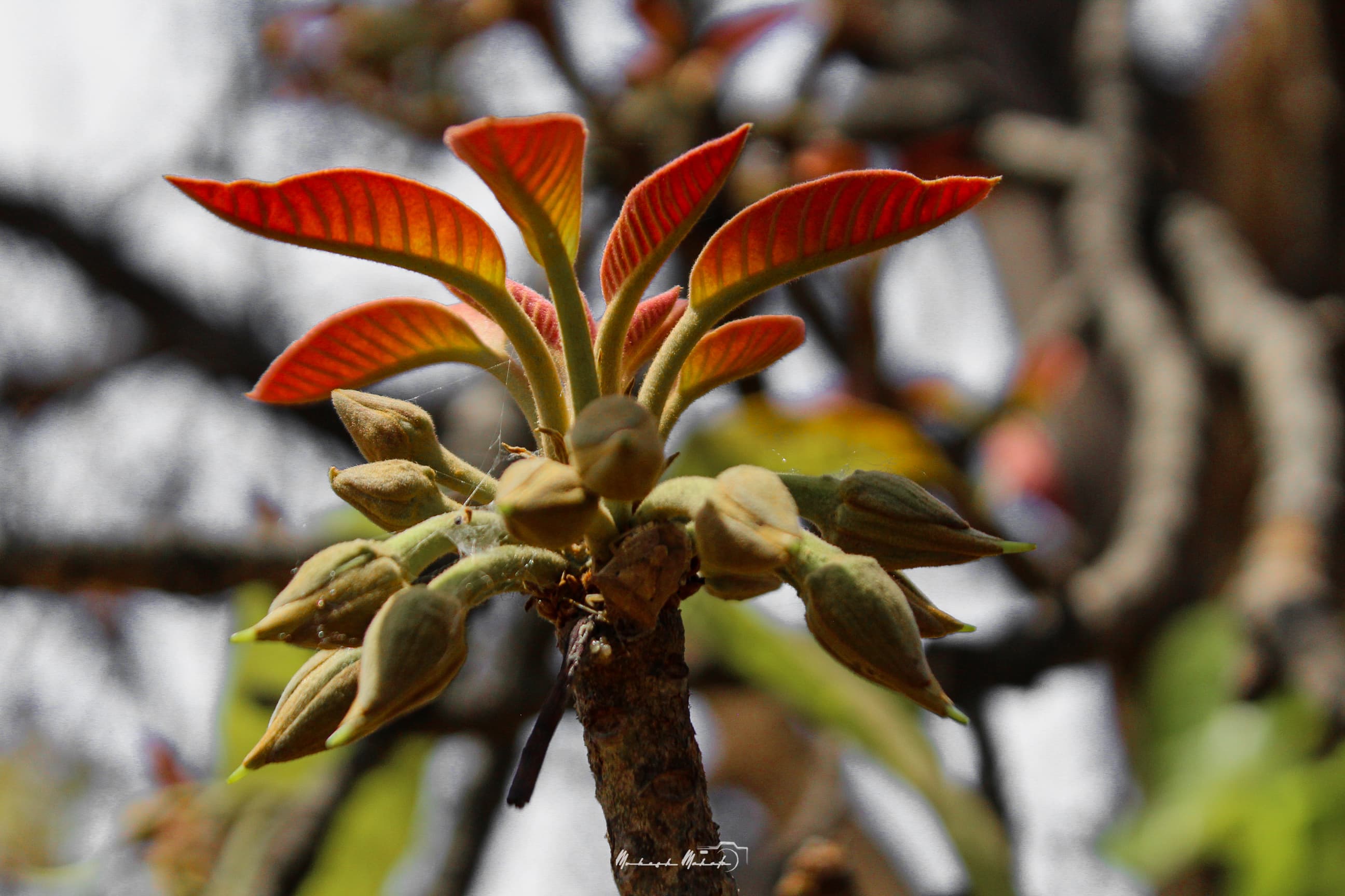 Flavors of Mahua — still 22