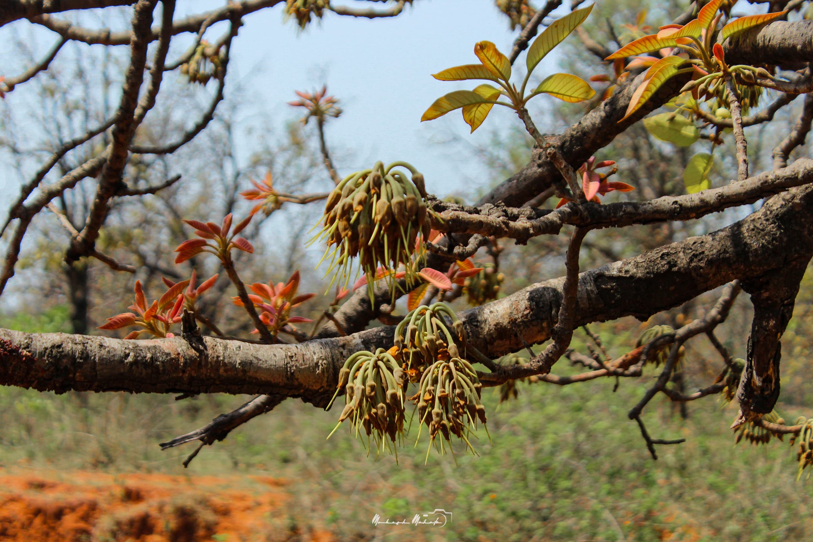 Flavors of Mahua — still 24