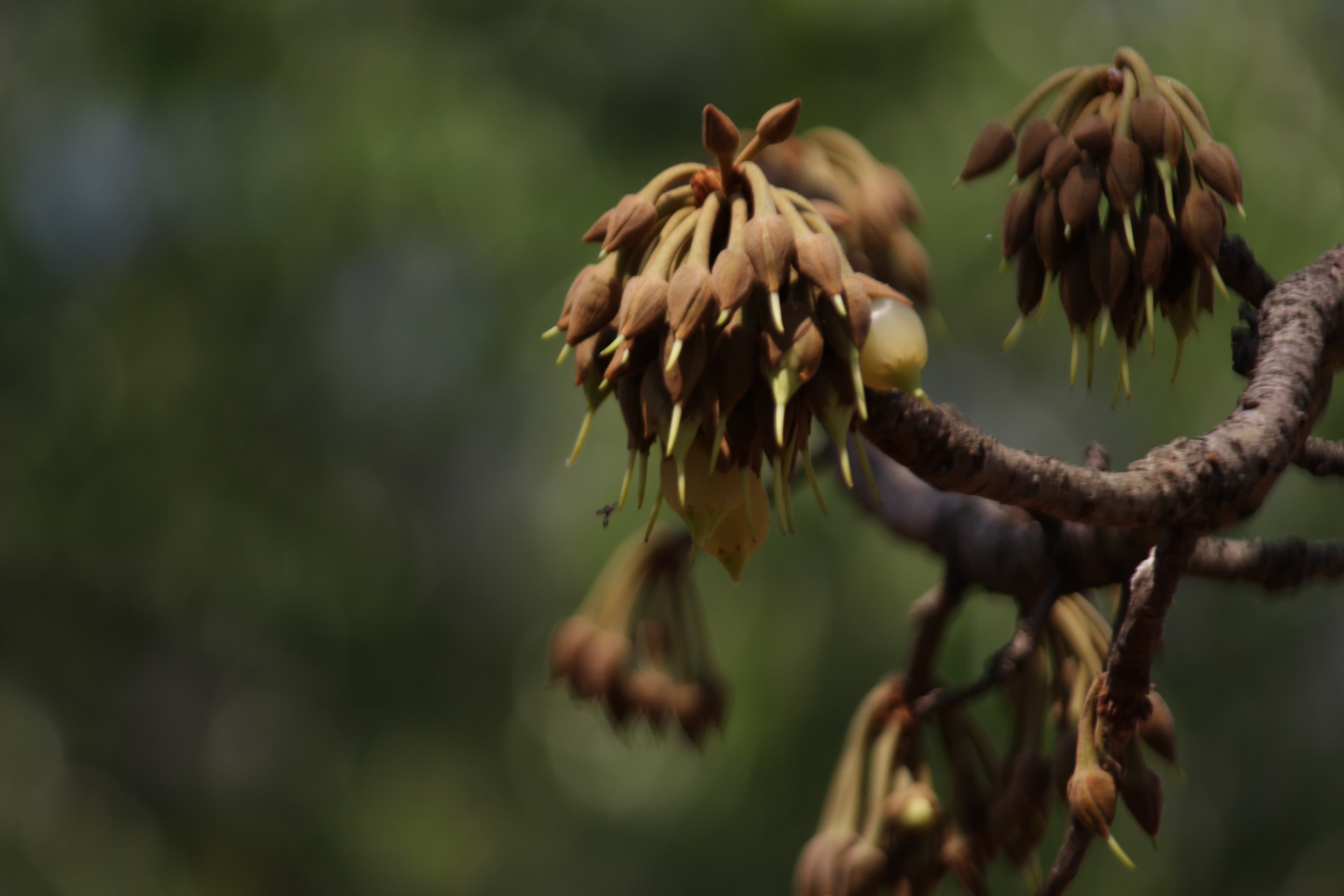 Flavors of Mahua — still 25