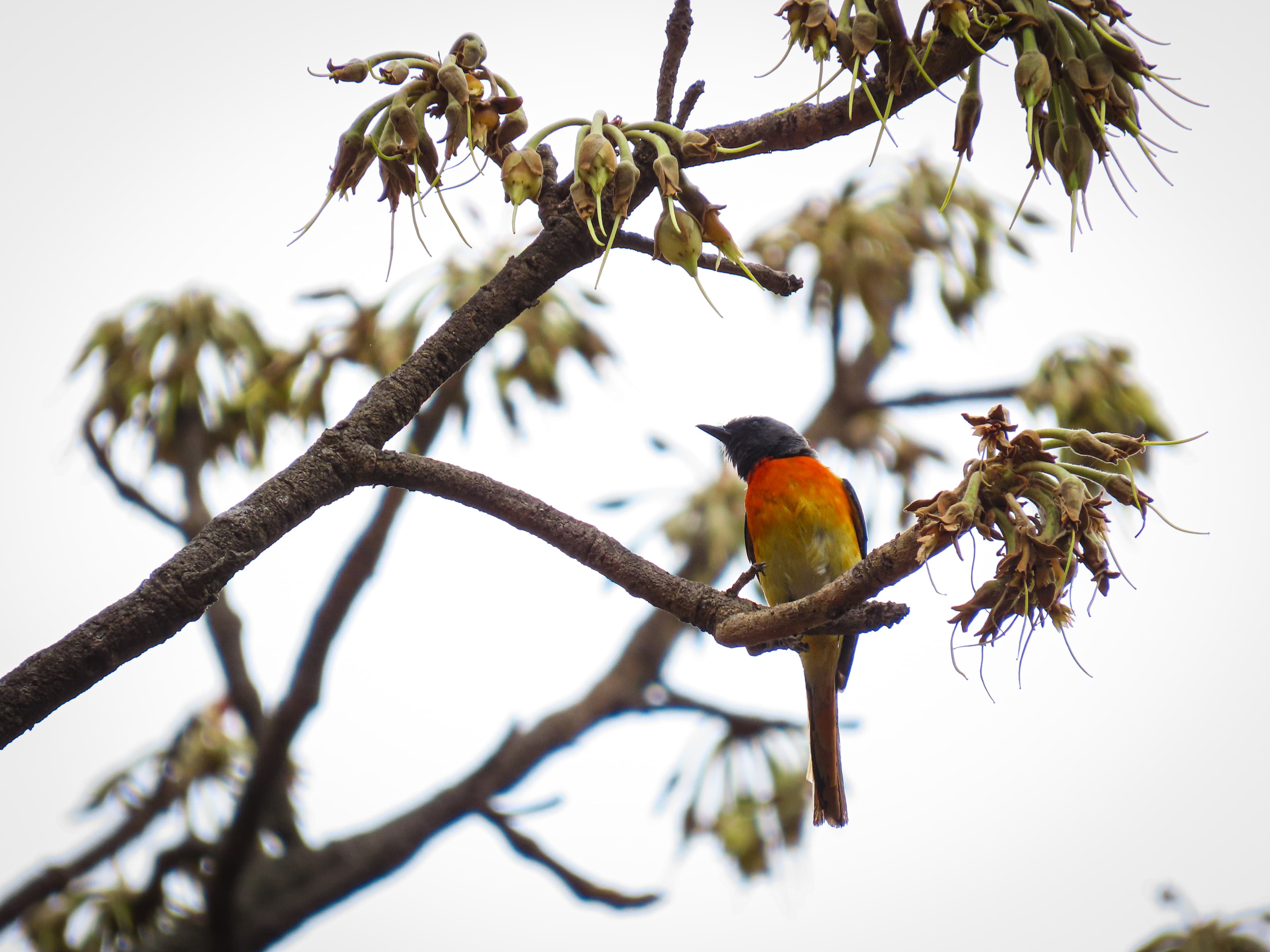 Flavors of Mahua — still 26